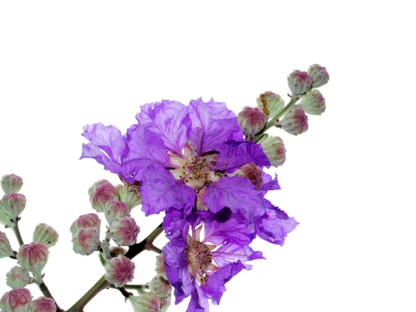 Primer Plano Flor Reina Lagerstroemia Speciosa Sobre Fondo Blanco — Foto de Stock