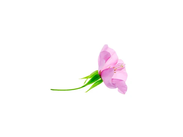 Pembe Dombeya Çiçek Beyaz Arka Plan Üzerinde Kapatın — Stok fotoğraf