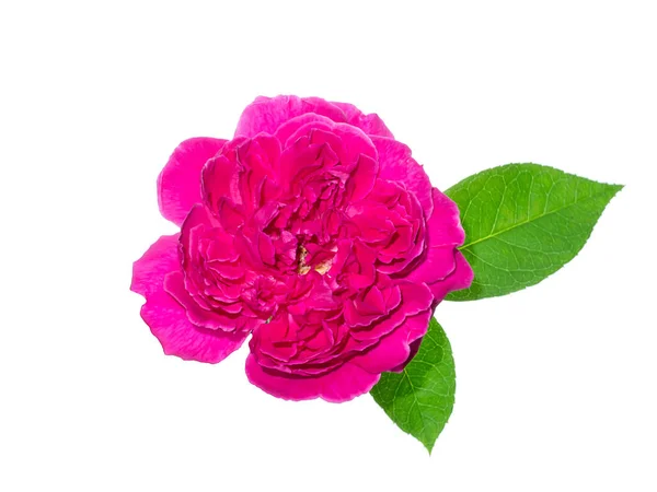 Close Dark Pink Damask Rose Flower Leaf Rosa Damascena White — Stock Photo, Image