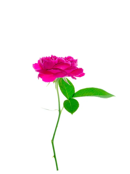 Gros Plan Rose Foncé Damas Fleur Rose Avec Feuille Rosa — Photo