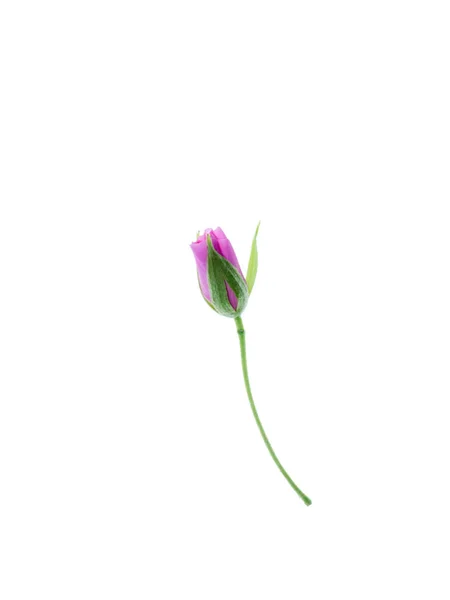 Närbild Rosa Dombeya Blomma Blommar Vit Bakgrund — Stockfoto