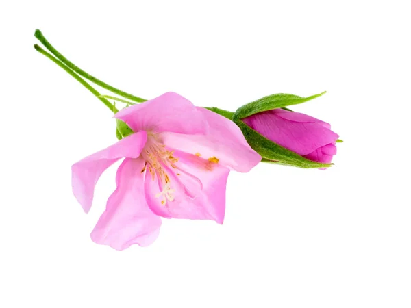 Gros Plan Fleur Dombeya Rose Sur Fond Blanc — Photo