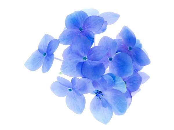 Κοντινό Hydrengea Μπλε Λουλούδι Λευκό Φόντο — Φωτογραφία Αρχείου