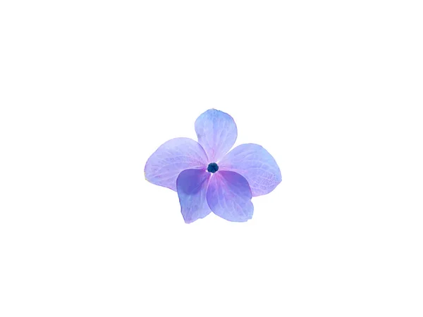 Fechar Acima Flor Hydrengea Azul Fundo Branco — Fotografia de Stock