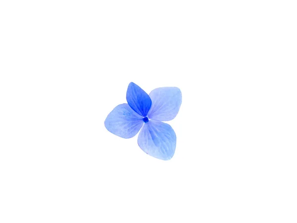 Flor Azul Hydrengea Sobre Fondo Blanco — Foto de Stock