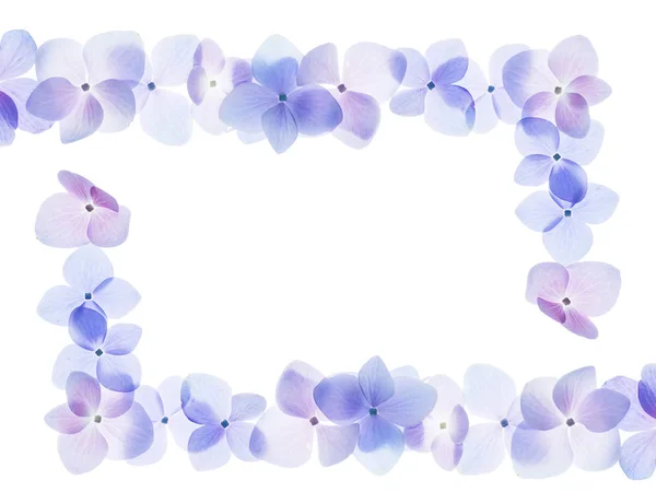 白い背景の上は ピンクに青とソフトの Hydrengea の花を閉じる — ストック写真