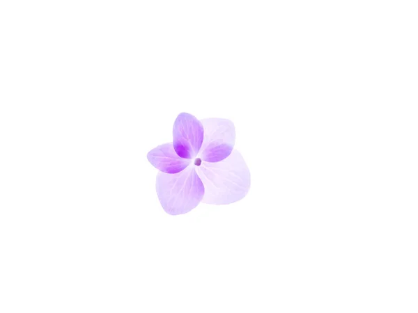 Εσωτερικη Μαλακό Ροζ Λουλούδι Hydrengea Λευκό Φόντο — Φωτογραφία Αρχείου