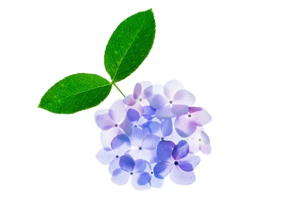 白い背景の上は ピンクに青とソフトの Hydrengea の花を閉じる — ストック写真