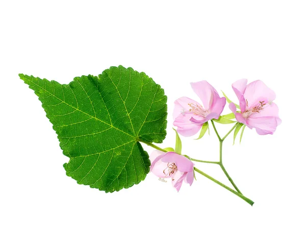 Close Pink Dombeya Flower Leaf White Background Stock Picture