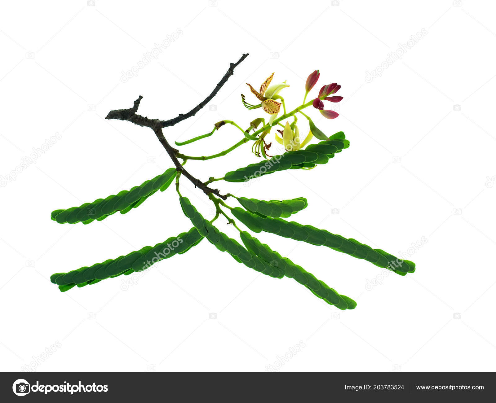 Tamarind Flower Leaves White Background Tamarindus Indica Stock Photo C Noppharat Th Tamarind Flower Leaves White Background Tamarindus Indica Stock Photo C Noppharat Th
