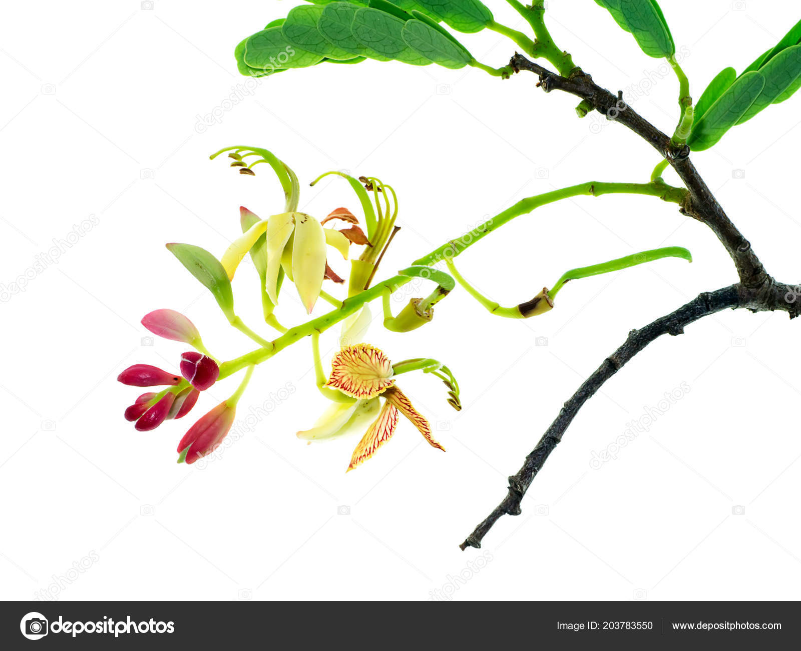 Tamarind Flower Leaves White Background Tamarindus Indica Stock Photo Image By C Noppharat Th Tamarind Flower Leaves White Background Tamarindus Indica Stock Photo Image By C Noppharat Th