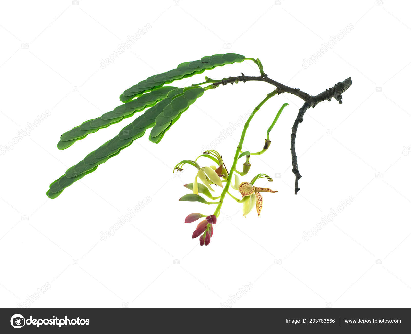 Tamarind Flower Leaves White Background Tamarindus Indica Stock Photo Image By C Noppharat Th Tamarind Flower Leaves White Background Tamarindus Indica Stock Photo Image By C Noppharat Th