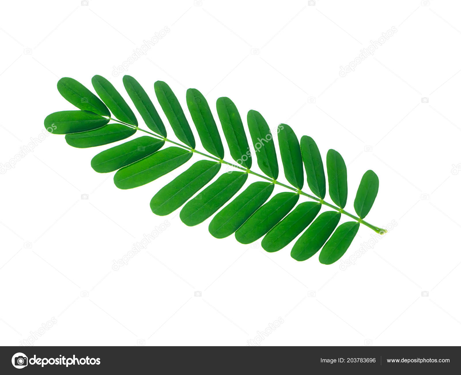 Tamarind Leaves White Background Tamarindus Indica Stock Photo Image By C Noppharat Th Tamarind Leaves White Background Tamarindus Indica Stock Photo Image By C Noppharat Th