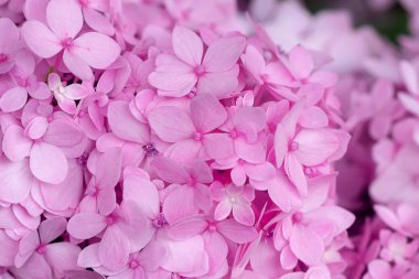 Pembe Hydrengea çiçek arka kapatmak.