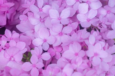 Pembe Hydrengea çiçek arka kapatmak.