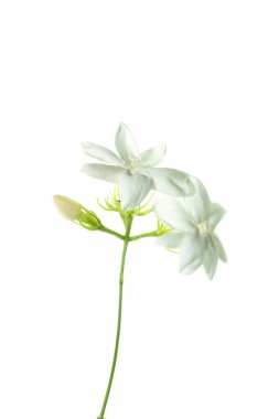 Beyaz arka plan üzerinde beyaz Yasemin çiçeği izole, yakın çekim.