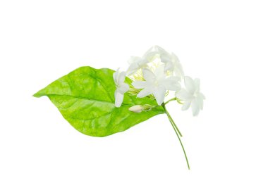 Beyaz arka plan üzerinde beyaz Yasemin çiçeği izole, yakın çekim.