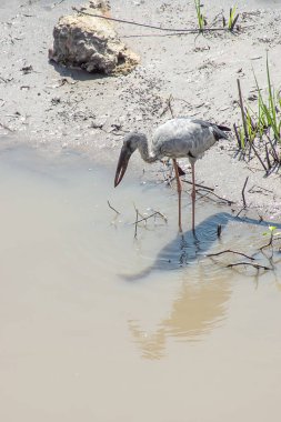 Asya Openbill kuş. (Anastomus oscitans)