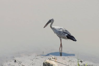 Asya Openbill kuş. (Anastomus oscitans)
