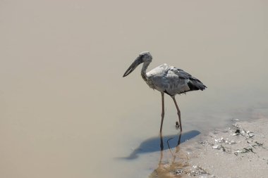 Asya Openbill kuş. (Anastomus oscitans)