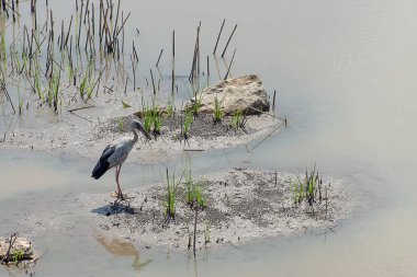 Asya Openbill kuş. (Anastomus oscitans)