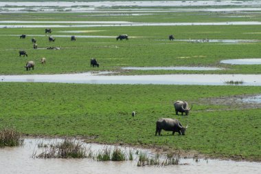 En az bufalo çim üzerinde büyük bir çayır göl kenarında yiyor.