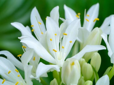 Cardwell lily veya Kuzey Noel zambak çiçeği (Proiphys amboinensis) çiçeklenme.