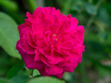 Koyu pembe Şam gül çiçek. (Rosa damascena)