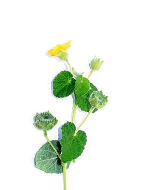 Ülke ebegümeci bitki (Abutilon indicum) beyaz arka plan.
