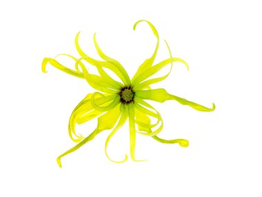 Cüce Ylang-Ylang çiçek (Cananga fruticosa) beyaz arka plan üzerinde Kapat.