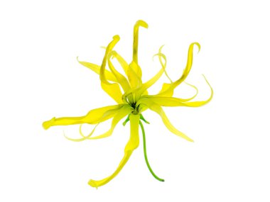 Cüce Ylang-Ylang çiçek (Cananga fruticosa) beyaz arka plan üzerinde Kapat.