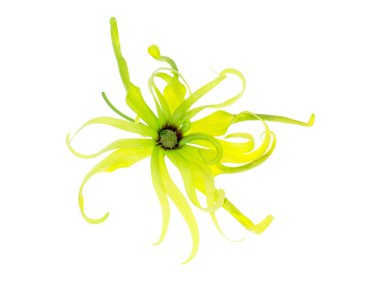 Cüce Ylang-Ylang çiçek (Cananga fruticosa) beyaz arka plan üzerinde Kapat.