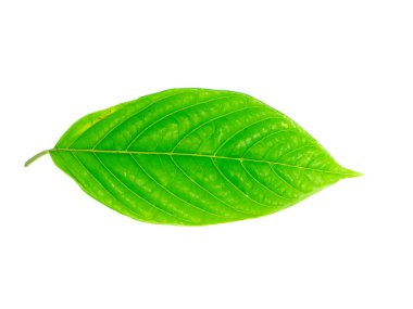 Cüce Ylang-Ylang yaprak (Cananga fruticosa) beyaz arka plan üzerinde Kapat.