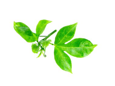Passiflora mantarı beyaz arka plan üzerinde bırakır.