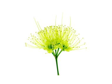 Altın Penda çiçek beyaz arka planda (Xanthostemon chrysanthus yakın çekim)