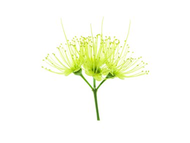 Altın Penda çiçek beyaz arka planda (Xanthostemon chrysanthus yakın çekim)