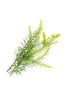 Melaleuca bracteata beyaz arka plan üzerinde bırakır