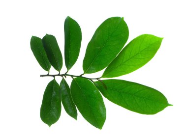 Soursop beyaz zemin üzerine (Annona muricata bırakır)