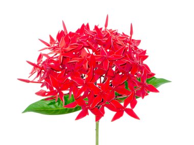 Parlak mahs çiçek beyaz arka planda (mahs Lobbii yüksek sesle yakın çekim)