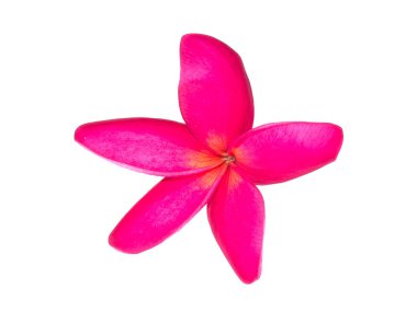 Pembe Frangipani çiçeğinin (Plumeria) beyaz arka plan üzerinde Kapat