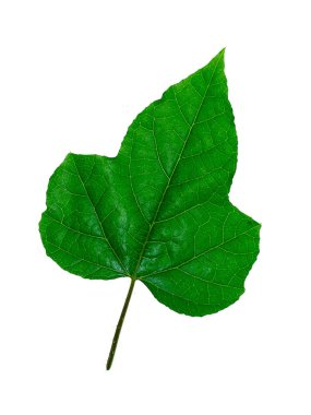 Passiflora mantarı beyaz arka plan üzerinde bırakır.