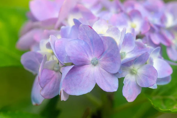 关闭粉红色 Hydrengea 花背景 — 图库照片