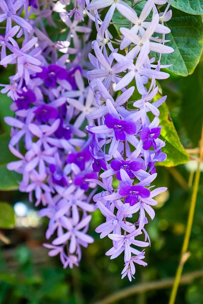 紫の花輪または紙やすりつる花の背景のクローズ アップ ヤマノビューティウェルネストリニティスパ ヴォルビリス — ストック写真