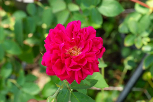 Rosa Escuro Flor Damasco Rose Rosa Damascena — Fotografia de Stock