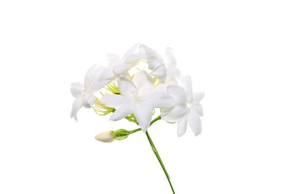 白茉莉花分离白色背景 — 图库照片