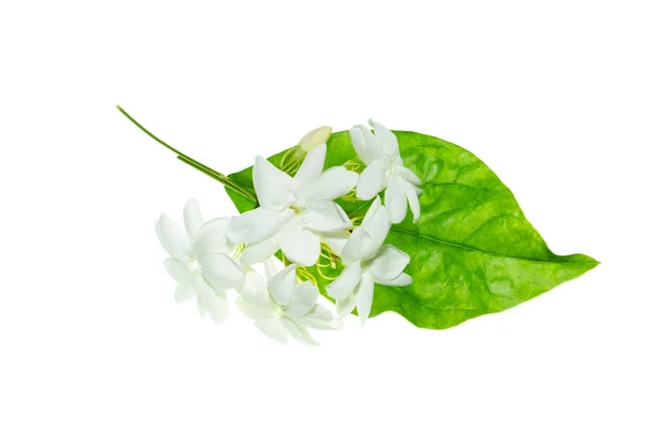 Крупним Планом Біла Квітка Жасмину Ізольовані Білому Тлі — стокове фото