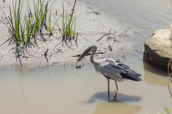 Pájaro Asiático Openbill Anastomus Oscitans — Foto de Stock