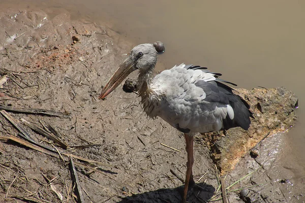 Asijské Openbill Pták Anastomus Oscitans — Stock fotografie