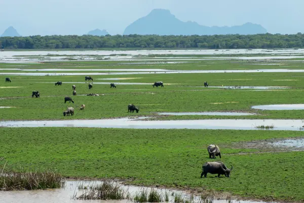 Minimal Bufalo Sta Mangiando Erba Vasto Prato Sul Lago — Foto Stock