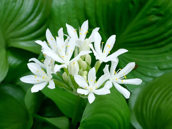 Cardwell Lily Eller Northern Christmas Lily Flower Proiphys Amboinensis Blomstrer – stockfoto